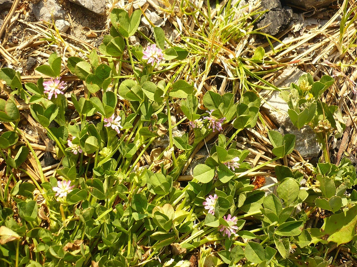 Trifolium resupinatum var. microphyllum (Fabaceae)